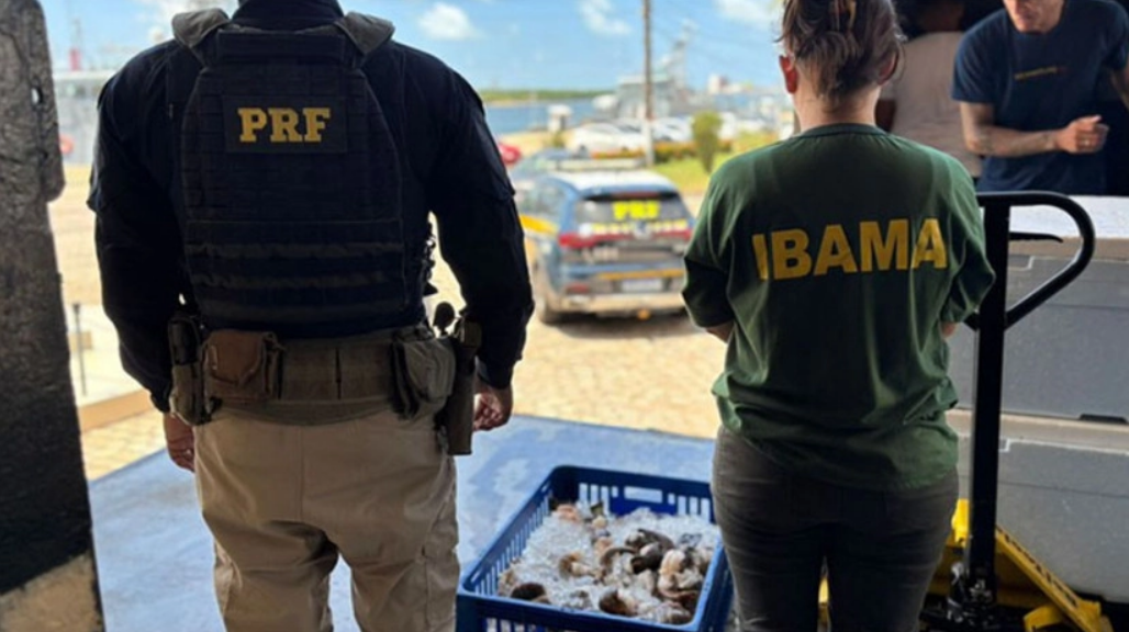 PRF e IBAMA apreendem duas toneladas de lagosta transportadas irregularmente na BR-101 em São José de Mipibu