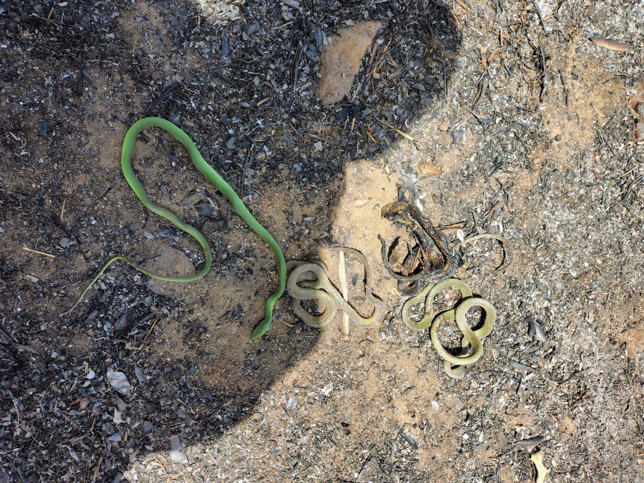 Animais são encontrados mortos após incêndio em vegetação na zona rural de Currais Novos