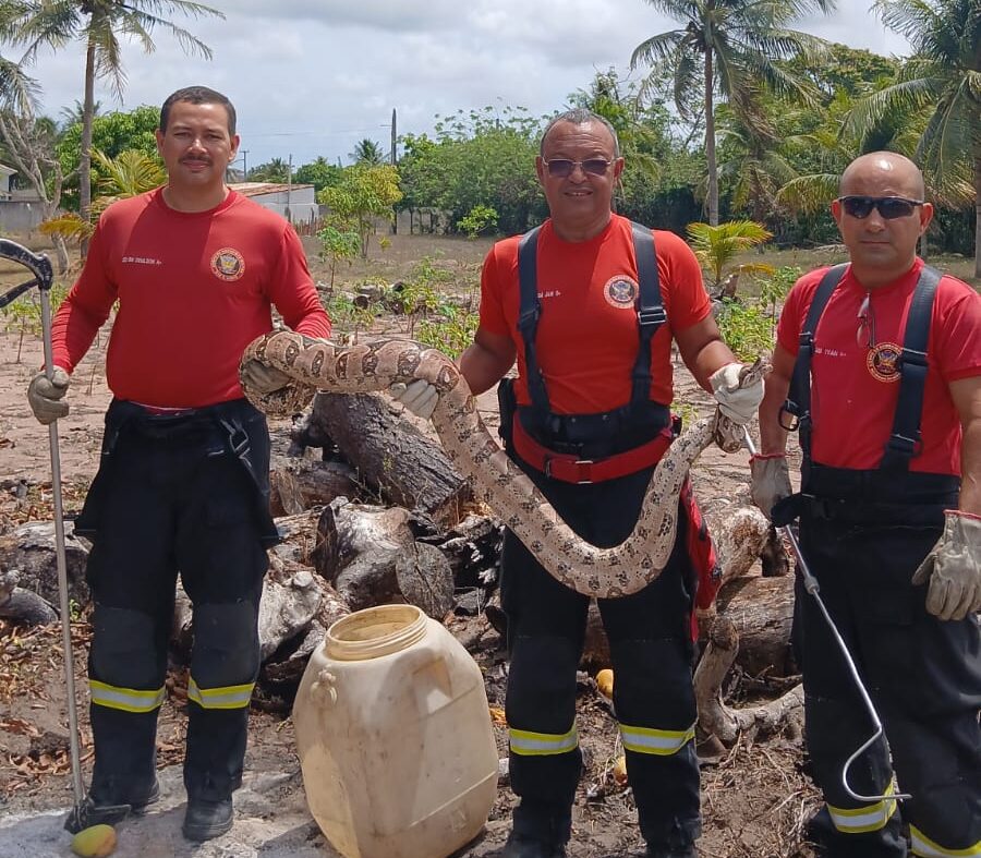 Bombeiros do RN capturam jiboia de três metros em São Gonçalo do Amarante