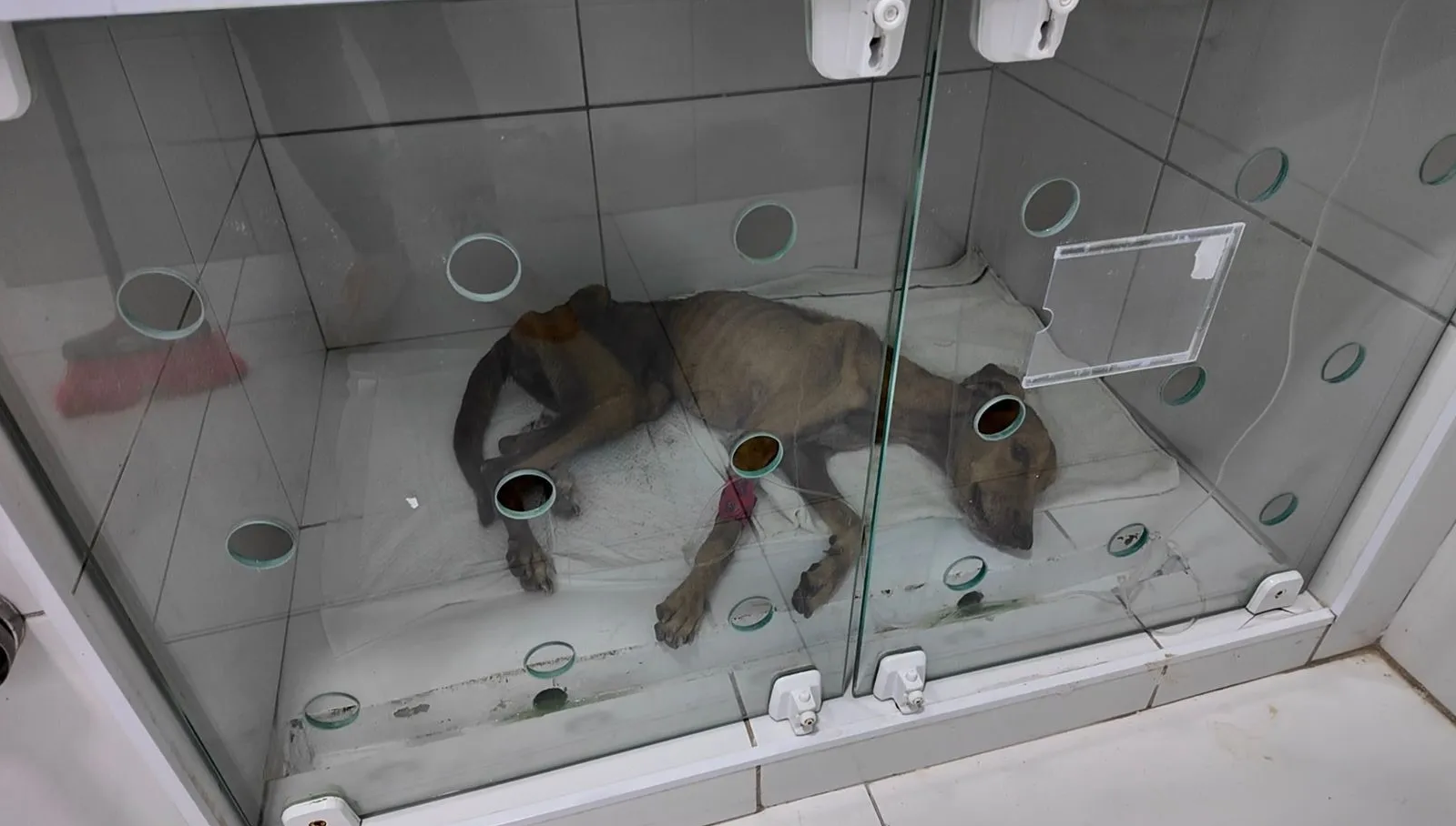 Mulher é presa em flagrante por maus-tratos após resgate de cadelas em situação crítica em Mossoró