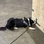 PortalBO/SP: Quase 300 kg de haxixe são apreendidos em aeroporto de São Paulo; carga vinha dos EUA