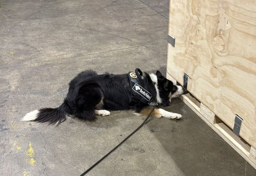 PortalBO/SP: Quase 300 kg de haxixe são apreendidos em aeroporto de São Paulo; carga vinha dos EUA