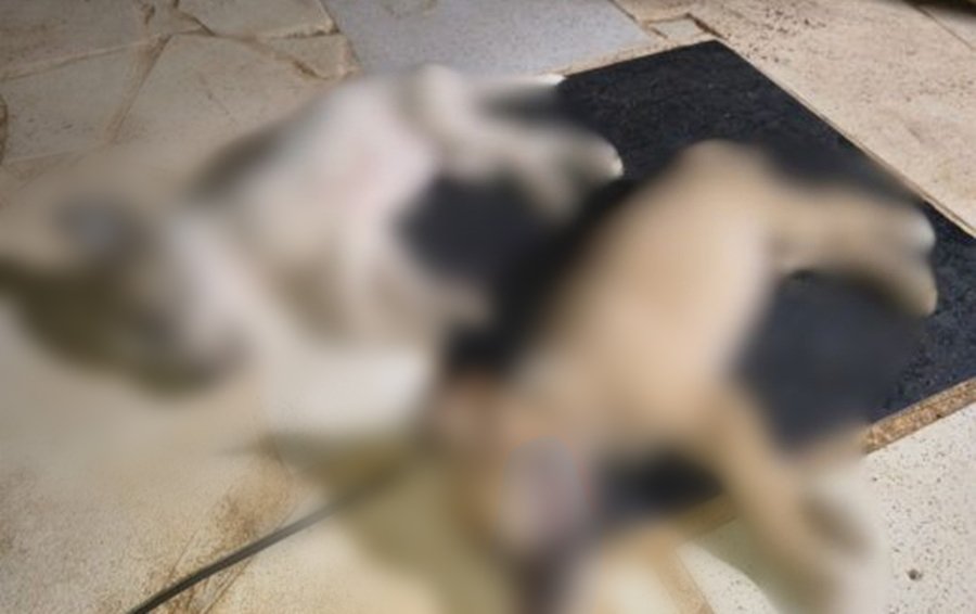 Homem é preso após confessar que matou dois filhotes de cachorro “por maldade” em Serra do Mel