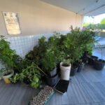 Plantação de maconha é encontrada na Zona Norte de Natal durante ação do 4º BPM