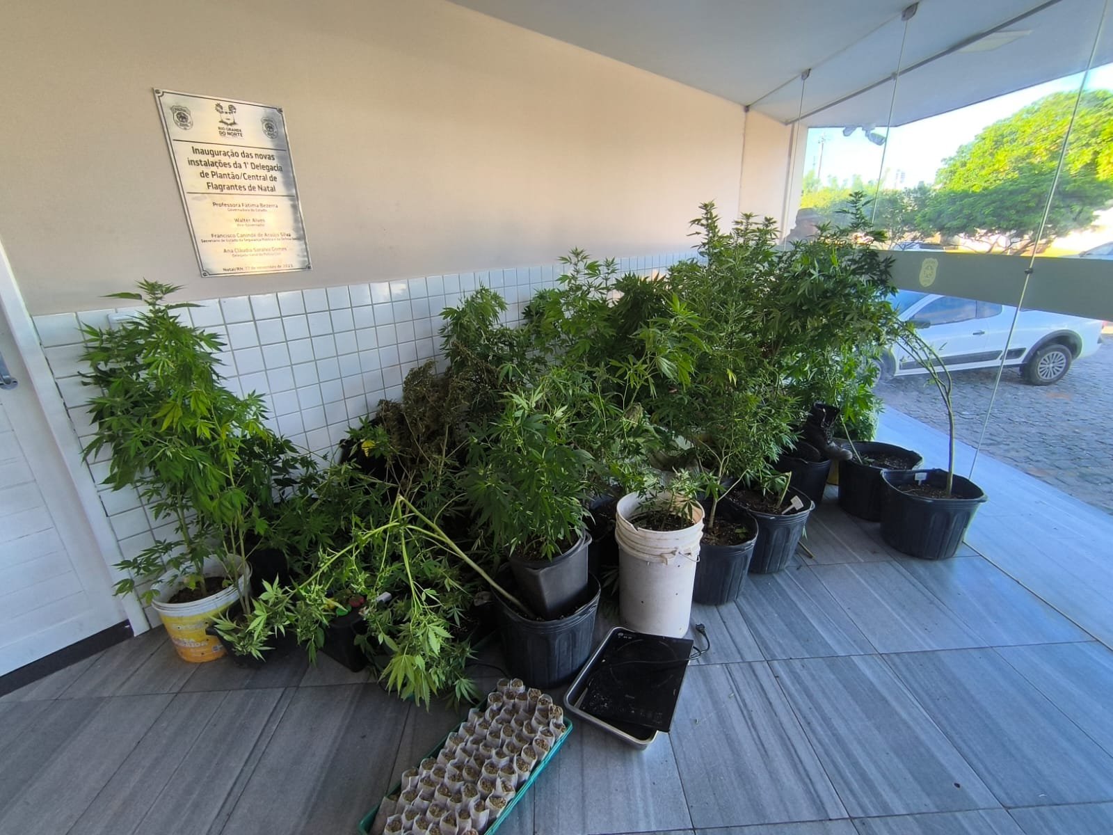 Plantação de maconha é encontrada na Zona Norte de Natal durante ação do 4º BPM