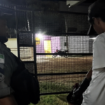 Justiça concede liberdade provisória a homem preso por matar dois filhotes de cachorro em Serra do Mel