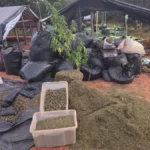 PortalBO/CE: Governador confirma novos suspeitos no caso de fazenda com 290 mil pés de maconha