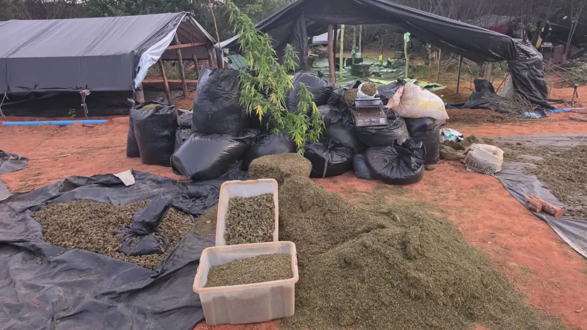 PortalBO/CE: Governador confirma novos suspeitos no caso de fazenda com 290 mil pés de maconha