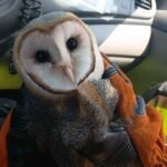 Bombeiros resgatam corujas em Felipe Guerra e Assú e fazem alerta sobre animais silvestres