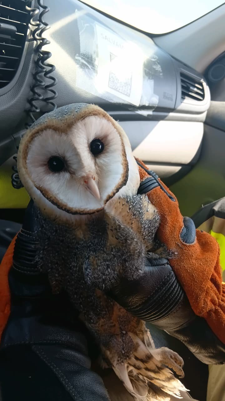 Bombeiros resgatam corujas em Felipe Guerra e Assú e fazem alerta sobre animais silvestres