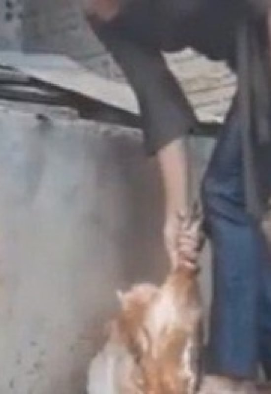 Mulher é presa no RN suspeita de lucrar com vídeos de maus-tratos e mortes de animais na internet em Marcelino Vieira