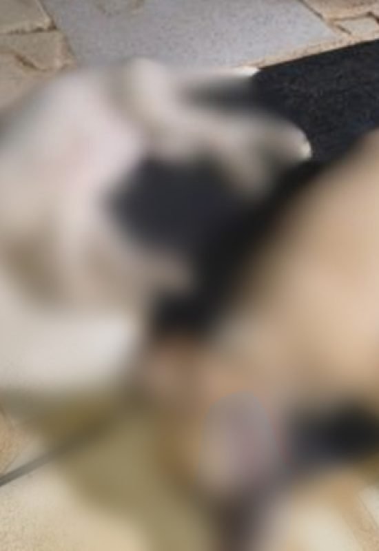 Homem é preso após confessar que matou dois filhotes de cachorro “por maldade” em Serra do Mel