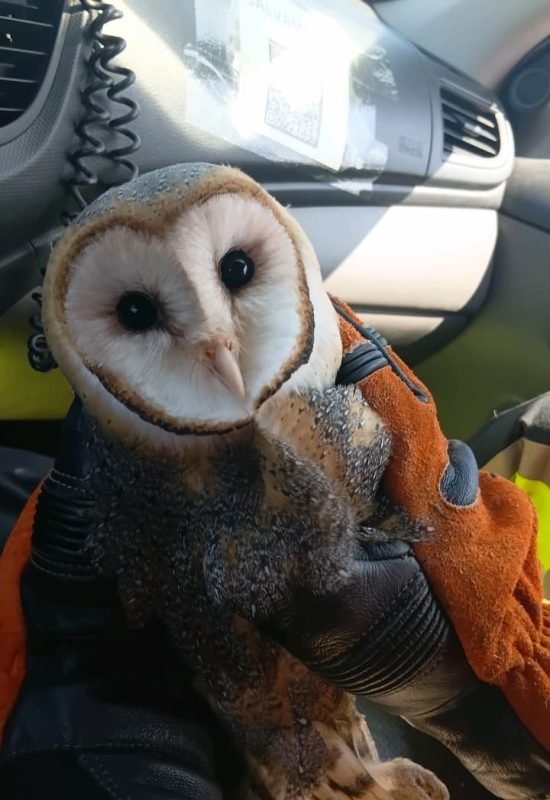 Bombeiros resgatam corujas em Felipe Guerra e Assú e fazem alerta sobre animais silvestres