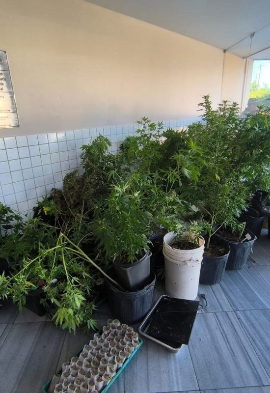 Plantação de maconha é encontrada na Zona Norte de Natal durante ação do 4º BPM