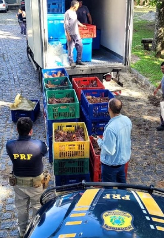 PRF apreende 1,5 tonelada de lagosta com irregularidades fiscais na Grande Natal