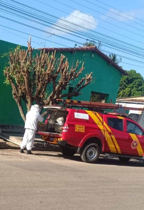 Bombeiros militares atendem cinco ocorrências com enxames de abelhas na Grande Natal e no Litoral Sul